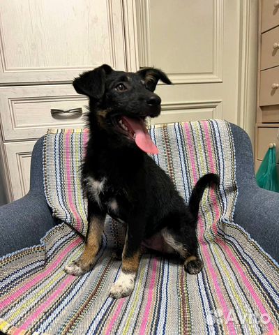 Собака из приюта