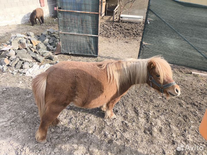 Пони тоже кони