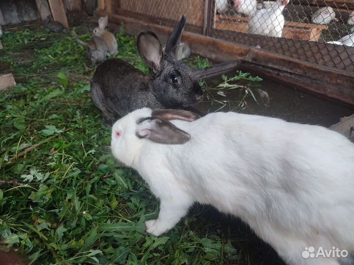 Кролики мясных пород