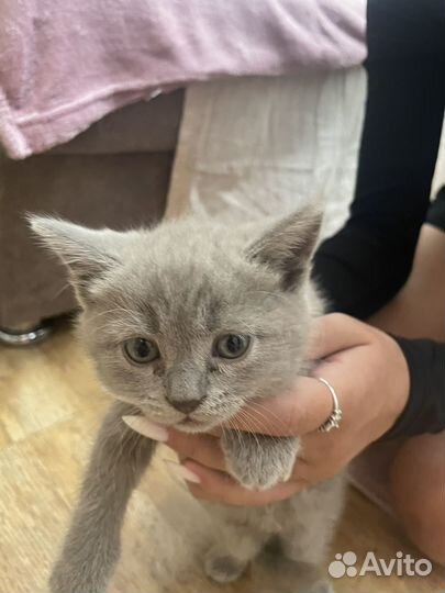 Британские котята