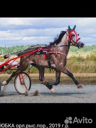 Орловские лошади