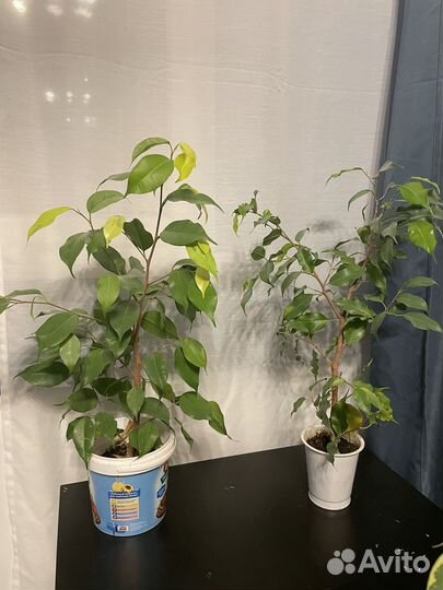 Фикус Бенджамина