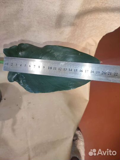 Домашние растения цветы