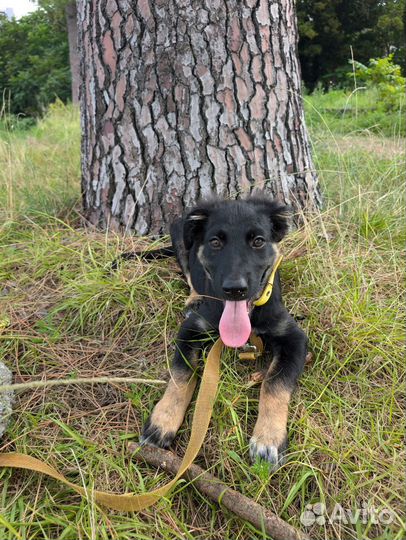 Добрейший щенок девочка похож на овчарку