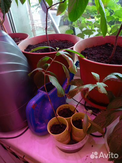 Пахистахис