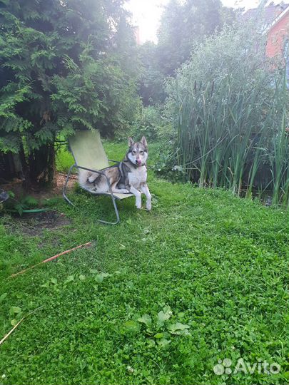 Вязка, кобель зсл