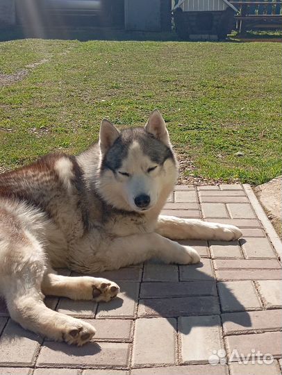 Отдам в добрые руки хаски