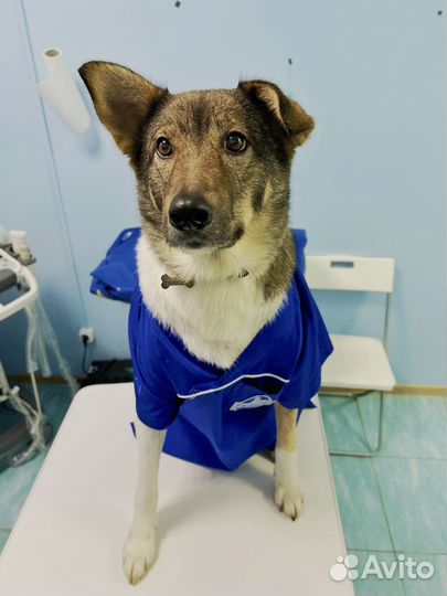 Ветеринарный хирург