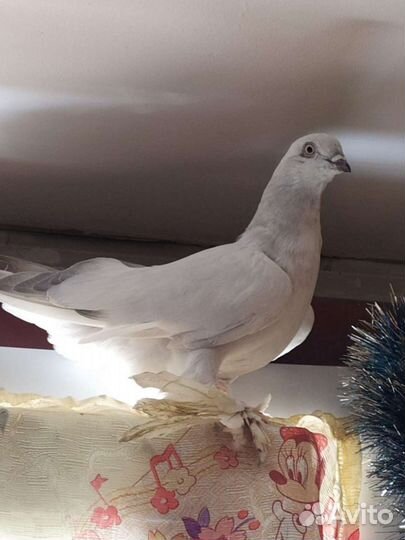 Голубь