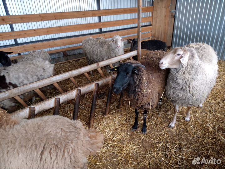 Овцы дорпер