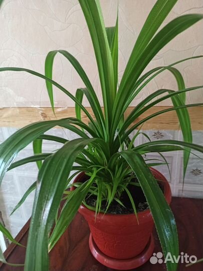 Панданус комнатный цветок