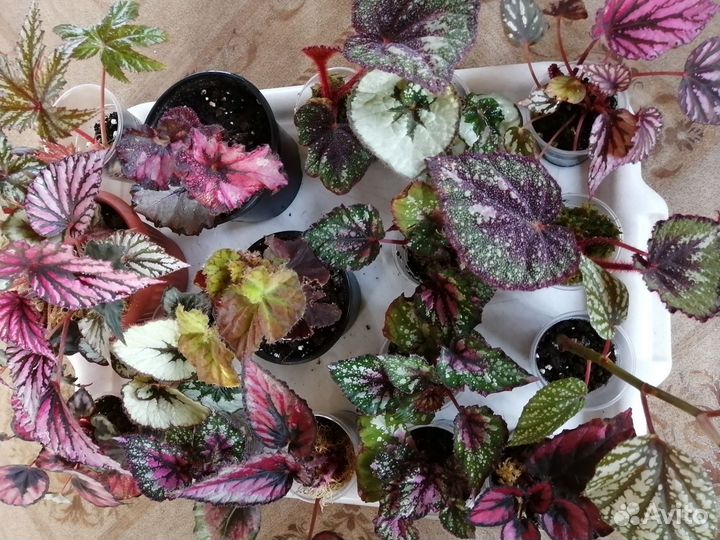 Бегония декоративно лиственная почтой