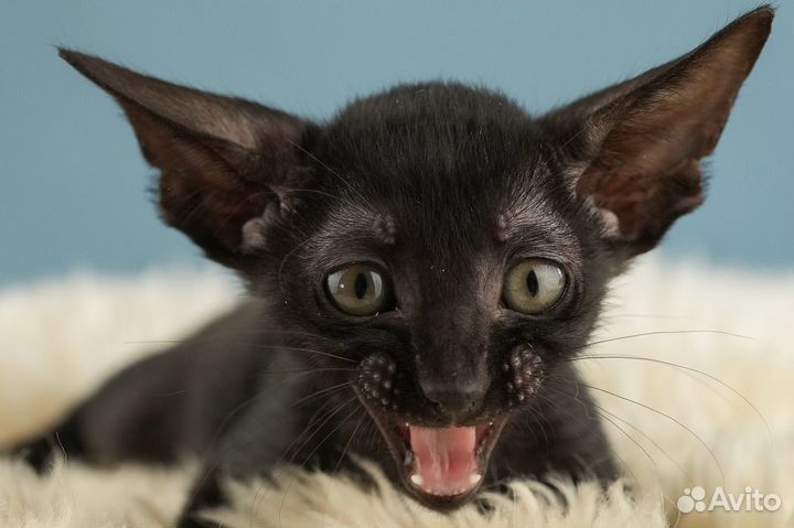 Ориентальные котята