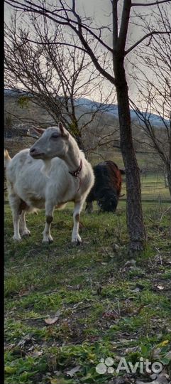 Зааненская дойная коза