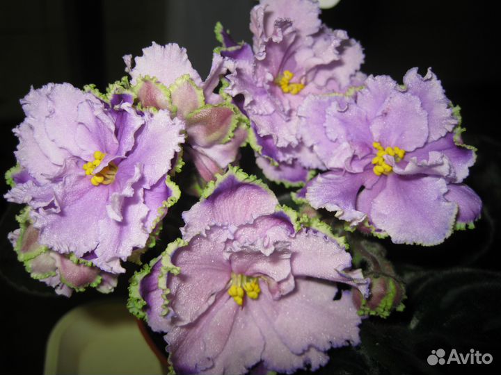Фиалки в Нижнем Новгороде (240 проверенных сортов)