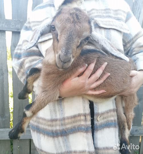 Англо нубийский козел