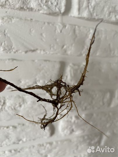 Фикус бенджамина (Кинки)