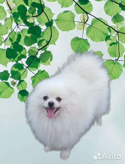 Шпиц дев., мальчики