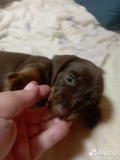 Щенки кроличей таксы