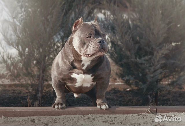 Вязка 2шикарных кобел -американский булли(покет)