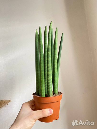 Сансевиерия цилиндрика