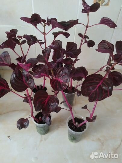 Альтернантера