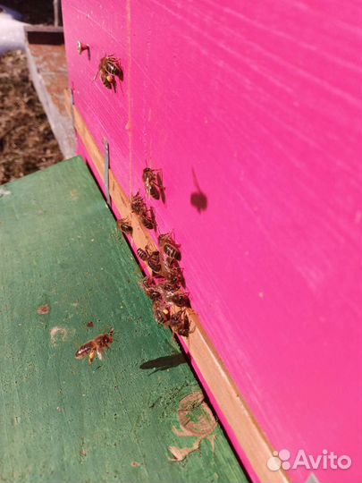 Пчелы среднерусской породы