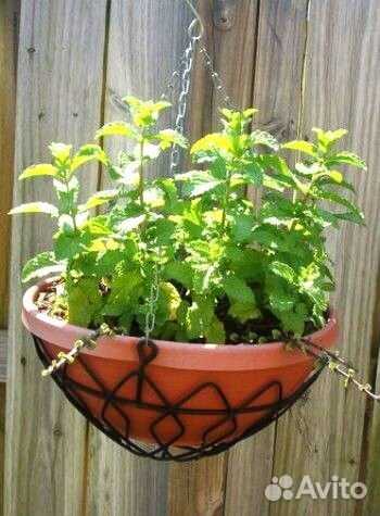 Мята сортовая коллекционная