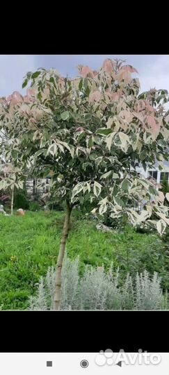 Гортензия, юкка, самшит и др