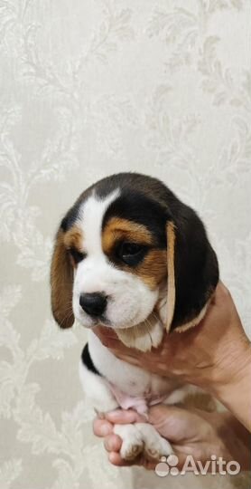 Собаки щенки бигль