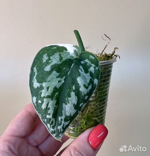 Сциндапсус mayari