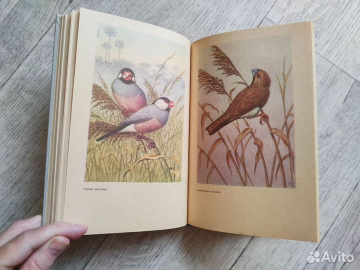 Пернатая радуга, Жердев