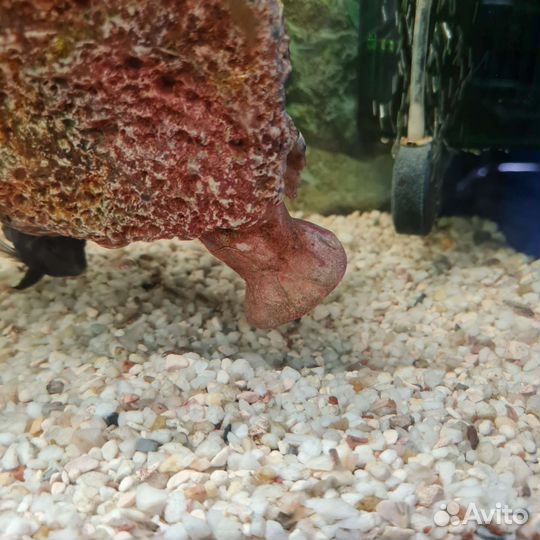 Аквариумные рыбы цихлазома