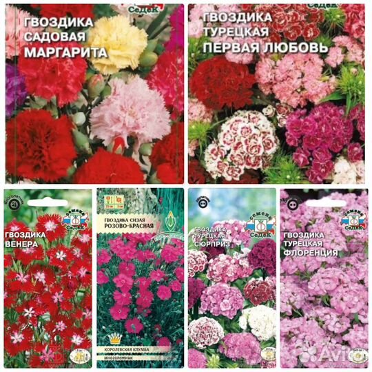 Семена Гвоздики 16 сортов Бесплатная доставка