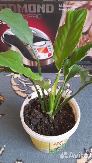 Спатифиллум цветущий