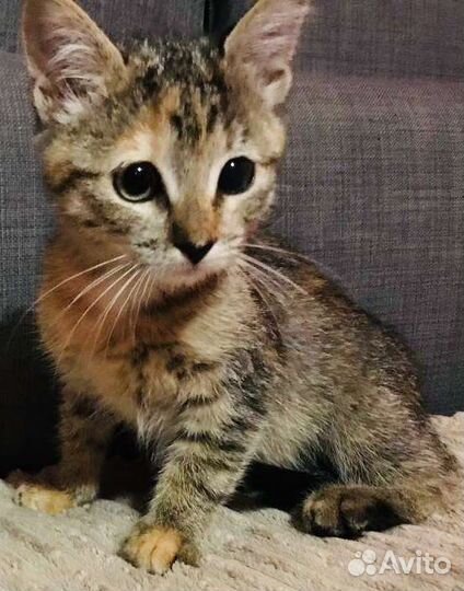 Котенок ищет хозяина
