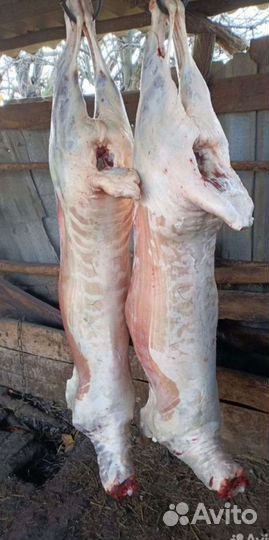 Мясо баранина домашнее