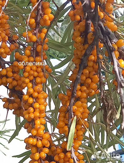 Пладово ягодные и цветущие для украшения растения