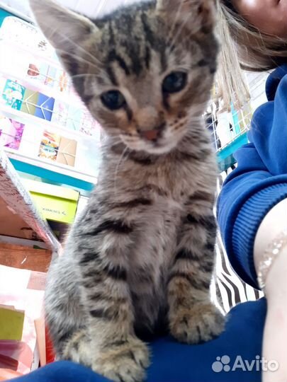 Котята мальчик и девочка