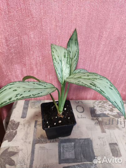 Комнатные растения цветы