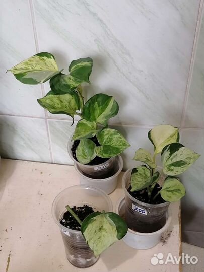 Эпипремнумы 5 сортов