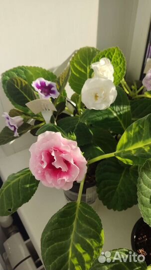 Цветы глоксиния