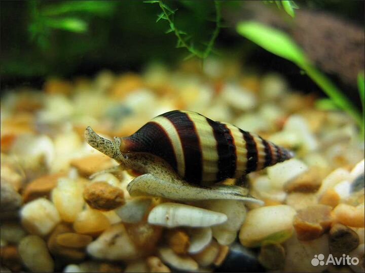 Улитки хелены