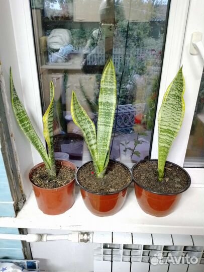 Пеларгония герань