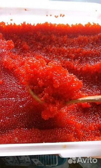 Красная икра 2023 камчатка