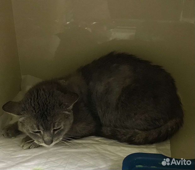 Котик. Тима. Москва. область. В добрые руки