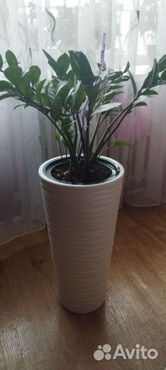 Замиокулькас