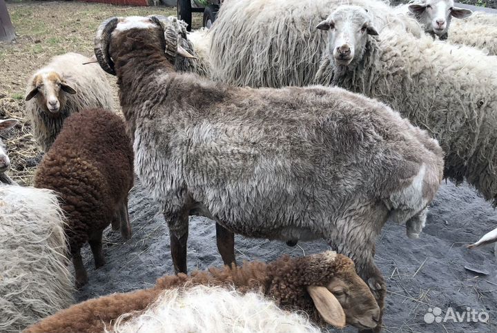 Баран на племя