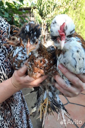 Бентамка инк. яйцо