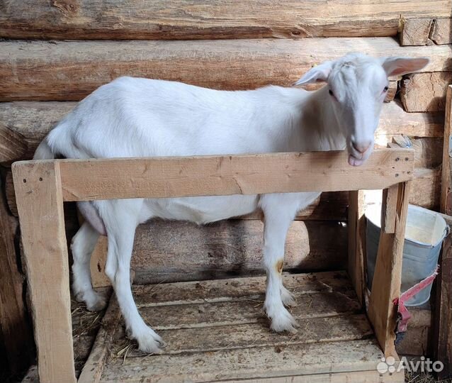 Чистопородные зааненские козы